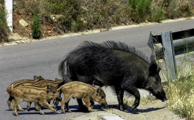 Los jabalíes, un peligro para la circulación