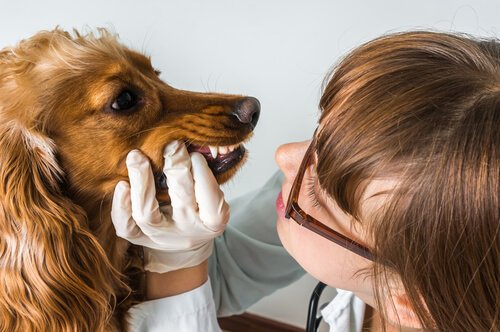 Los perros también van al dentista