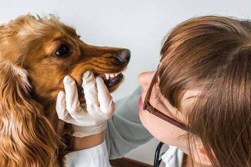 Els gossos també van al dentista