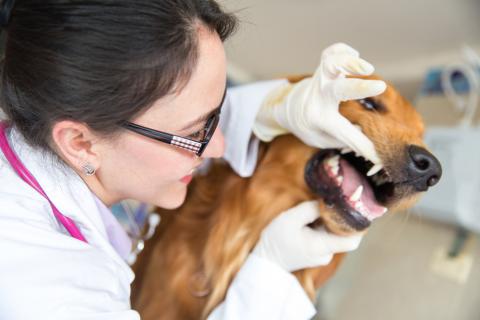 conseqüències deficient higiene dental gossos