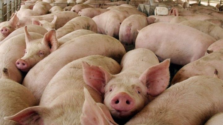 porc porc