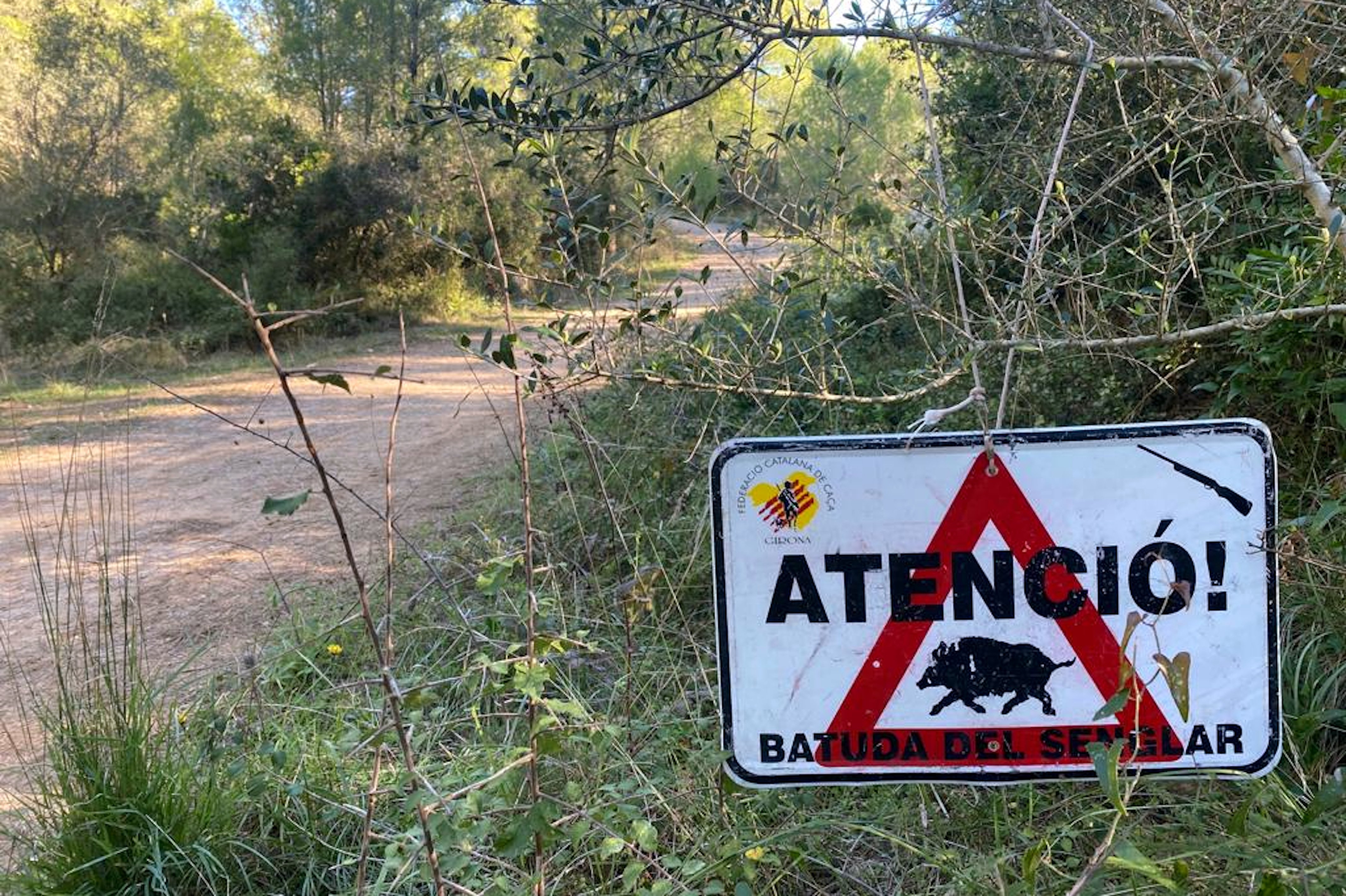 Declaran la emergencia por la alta densidad de jabalíes en 38 municipios de Catalunya