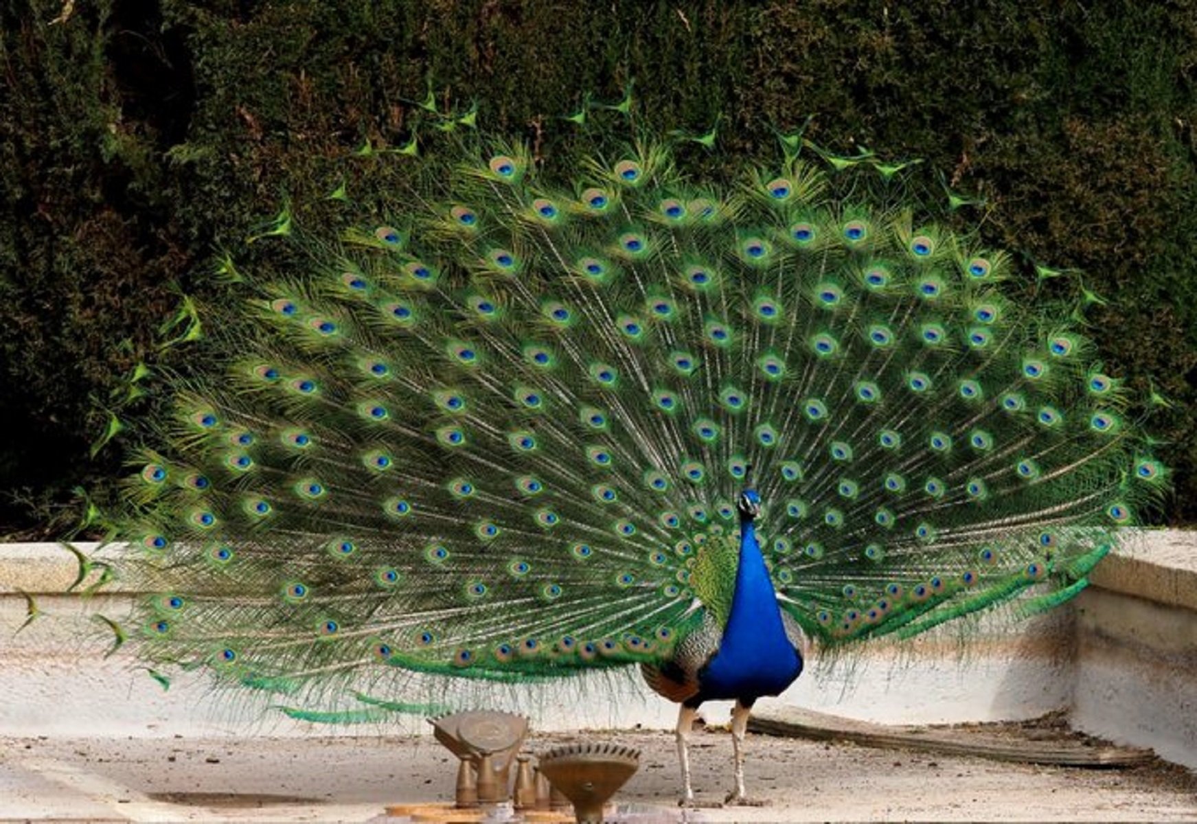 Pavo, pavo real / Foto: @FerndezJose Pavo, pavo real / Foto: @FerndezJose