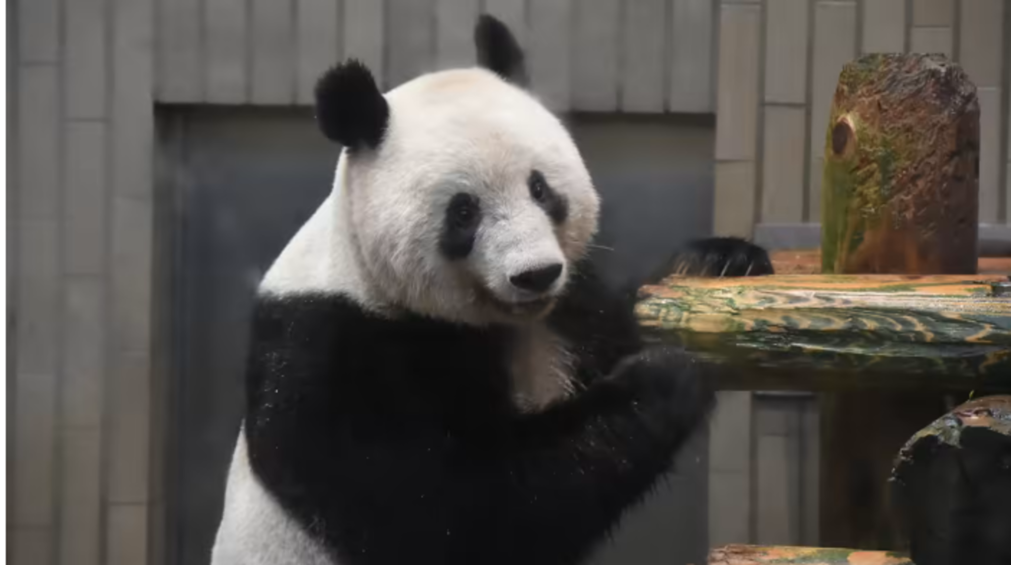 La diplomàcia dels pandes: una ossa nascuda al Japó viatja a la Xina per trobar parella