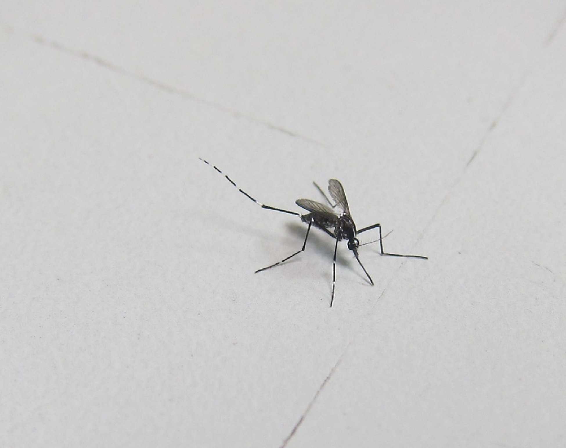 Sanidad alerta del riesgo de casos de dengue en Eivissa después de detectar dos brotes autóctonos