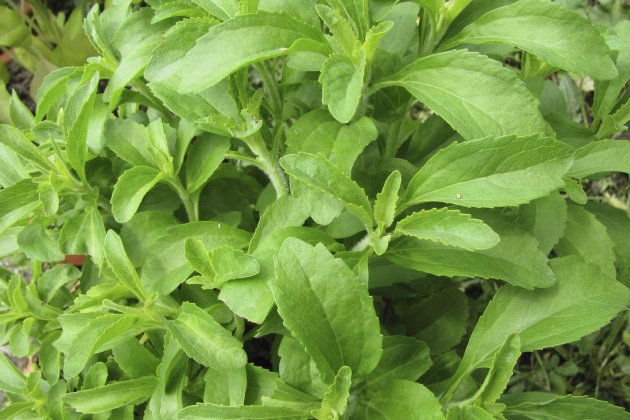 Stevia Stevia