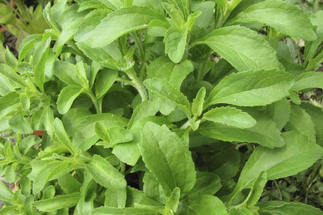 Stevia