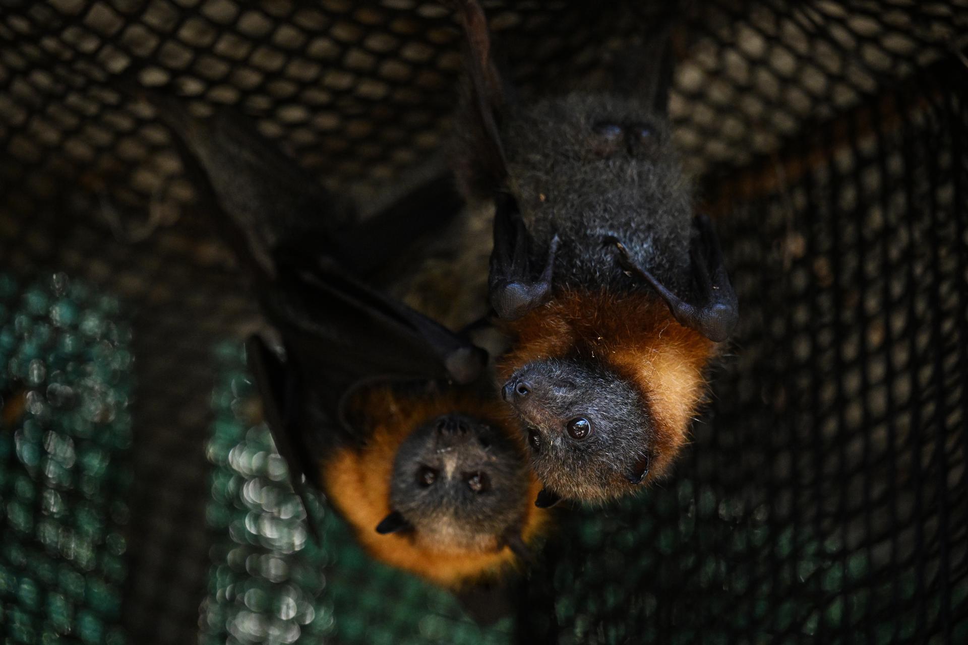 Melbourne (Australia) Melbourne (Australia)