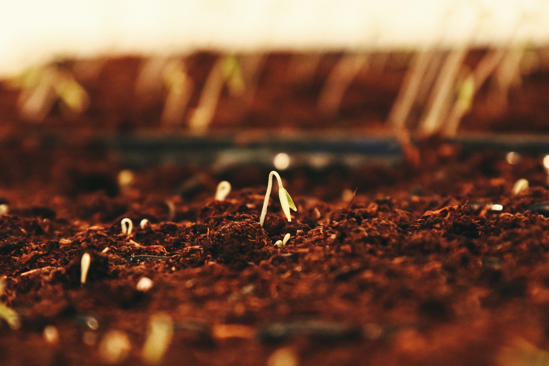 Marzo: estos son los alimentos que puedes plantar este mes