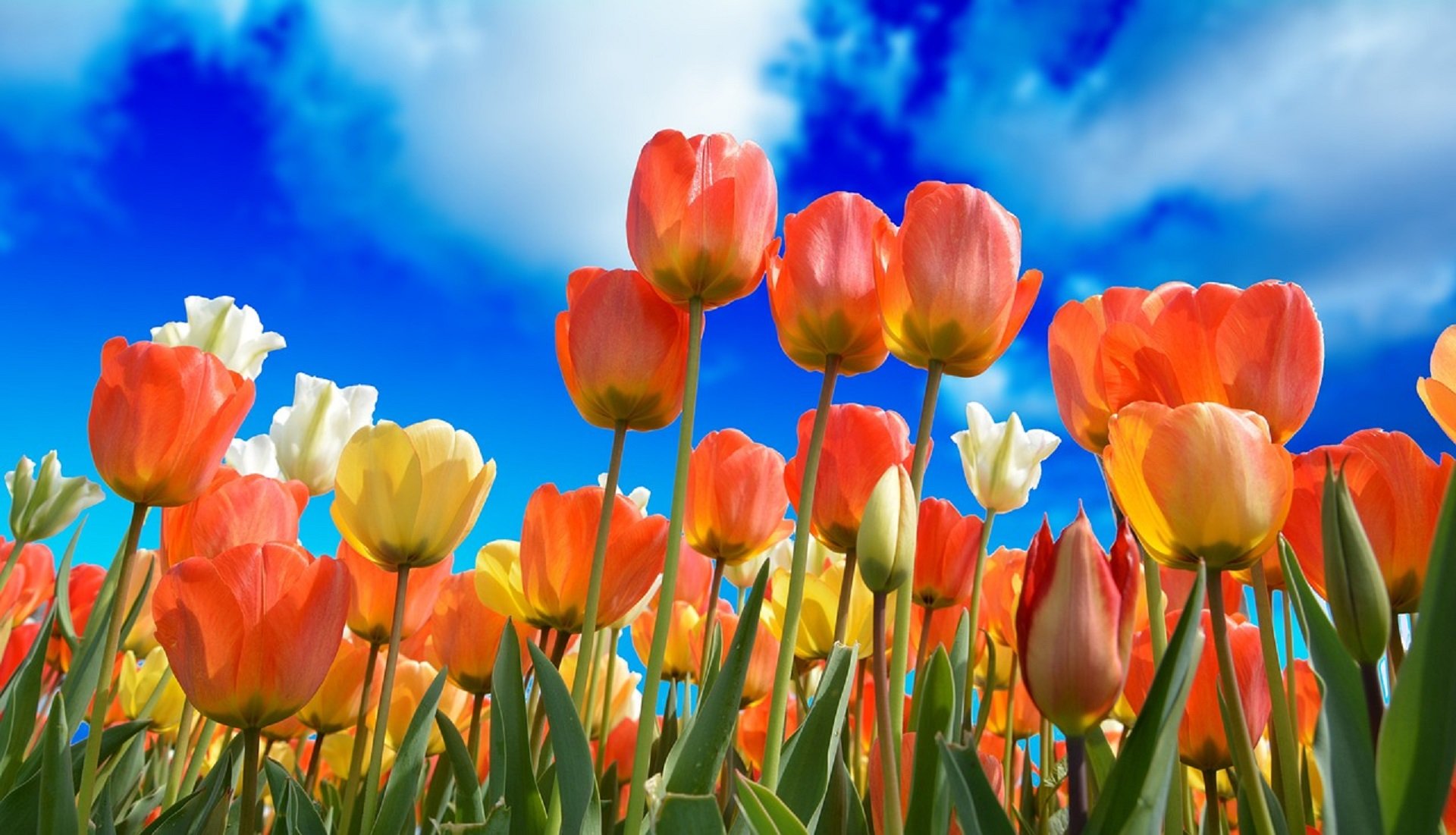tulipes primavera / Pixabay