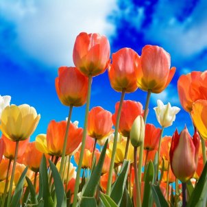 Cuándo empieza la primavera 2023: fecha, hora y todo sobre el equinoccio