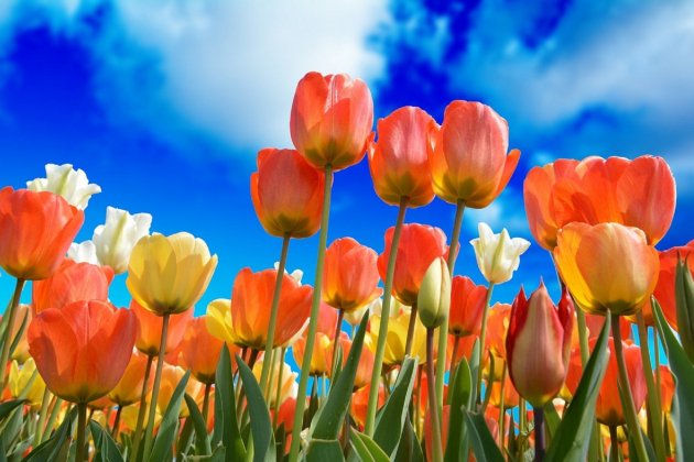 tulipanes primavera / Pixabay