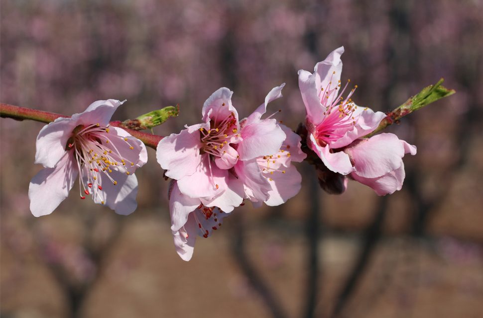Floracion 970x640 Floracion 970x640
