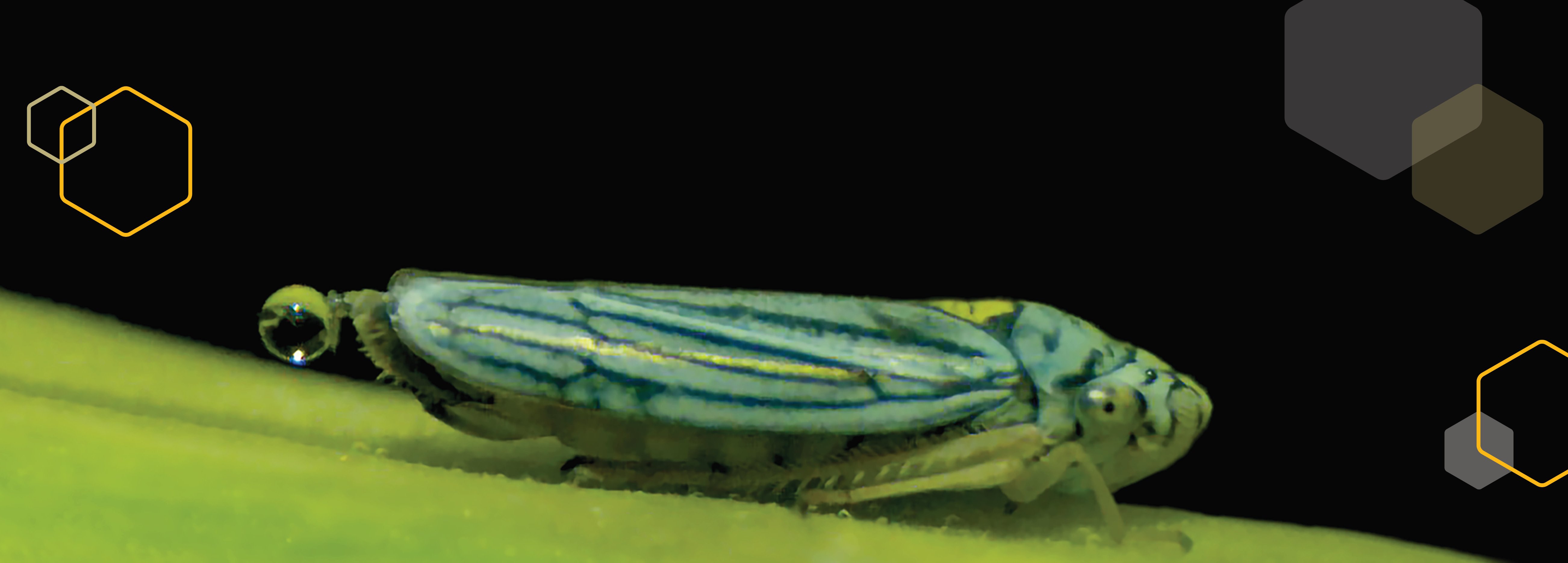 La 'chicharrita': l'insecte sostenible