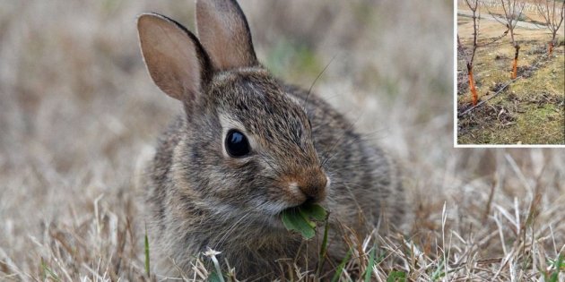 conejo