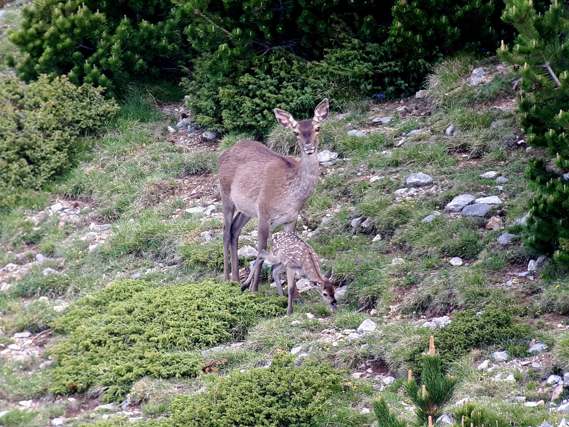 Una plaga de ciervos preocupa a los ganaderos del Berguedà y Ripollès: "Se nos comen todos los pastos"