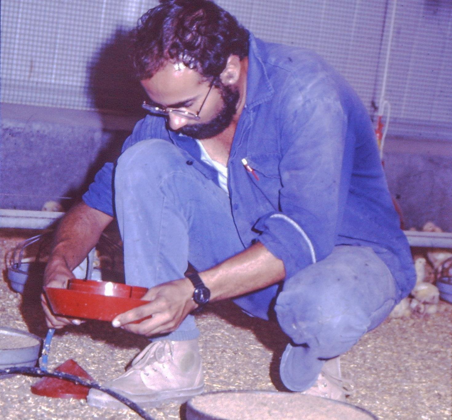 Josep Lluís Pérez, treballant al galliner del quibuz