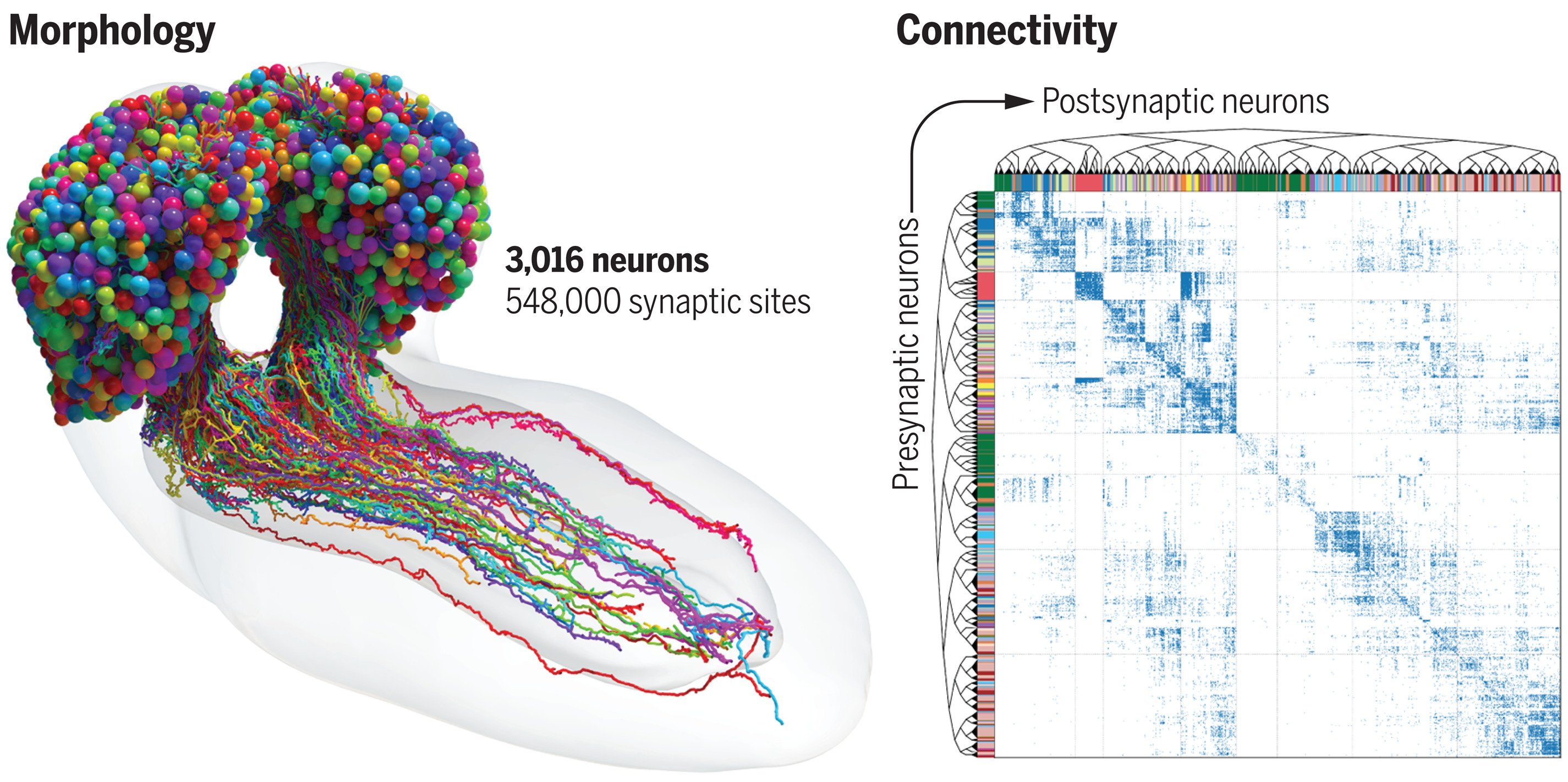 Completen el mapa cerebral d'un insecte: més a prop d'entendre la ment humana