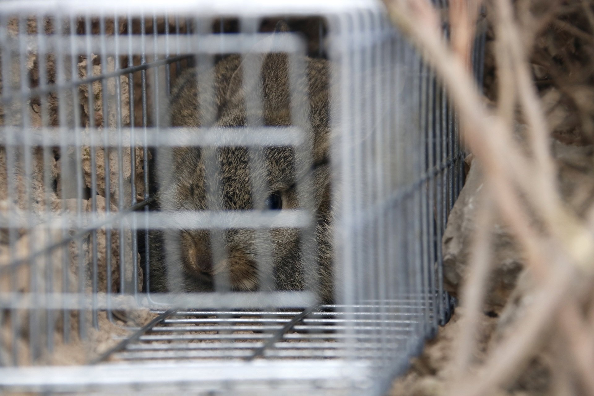 Nuevas medidas contra los conejos: colocan jaulas trampa para cazarlos en Tàrrega