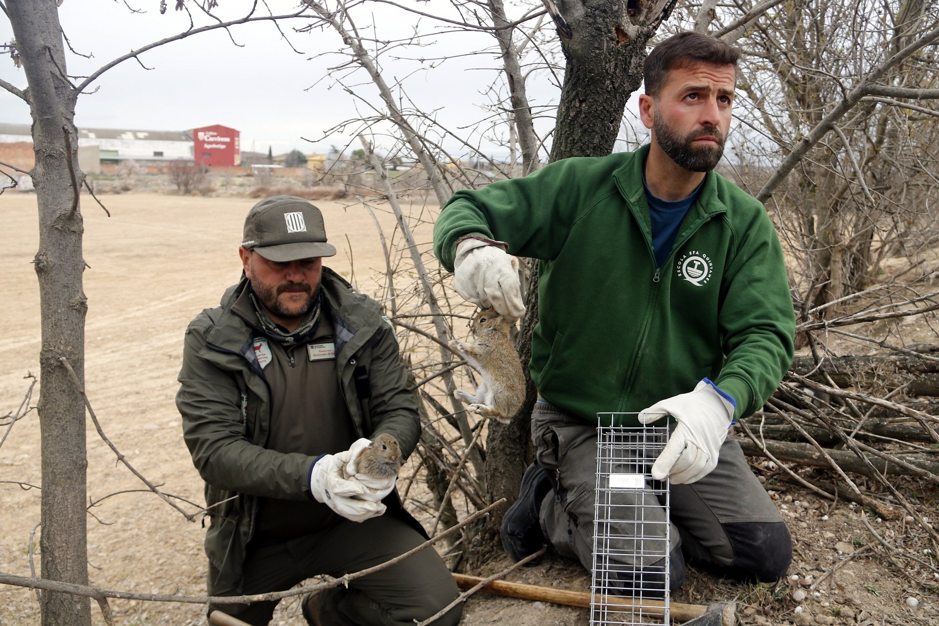 Dos guardas de la Reserva de Caza de Fresser i Setcases capturando un conejo 