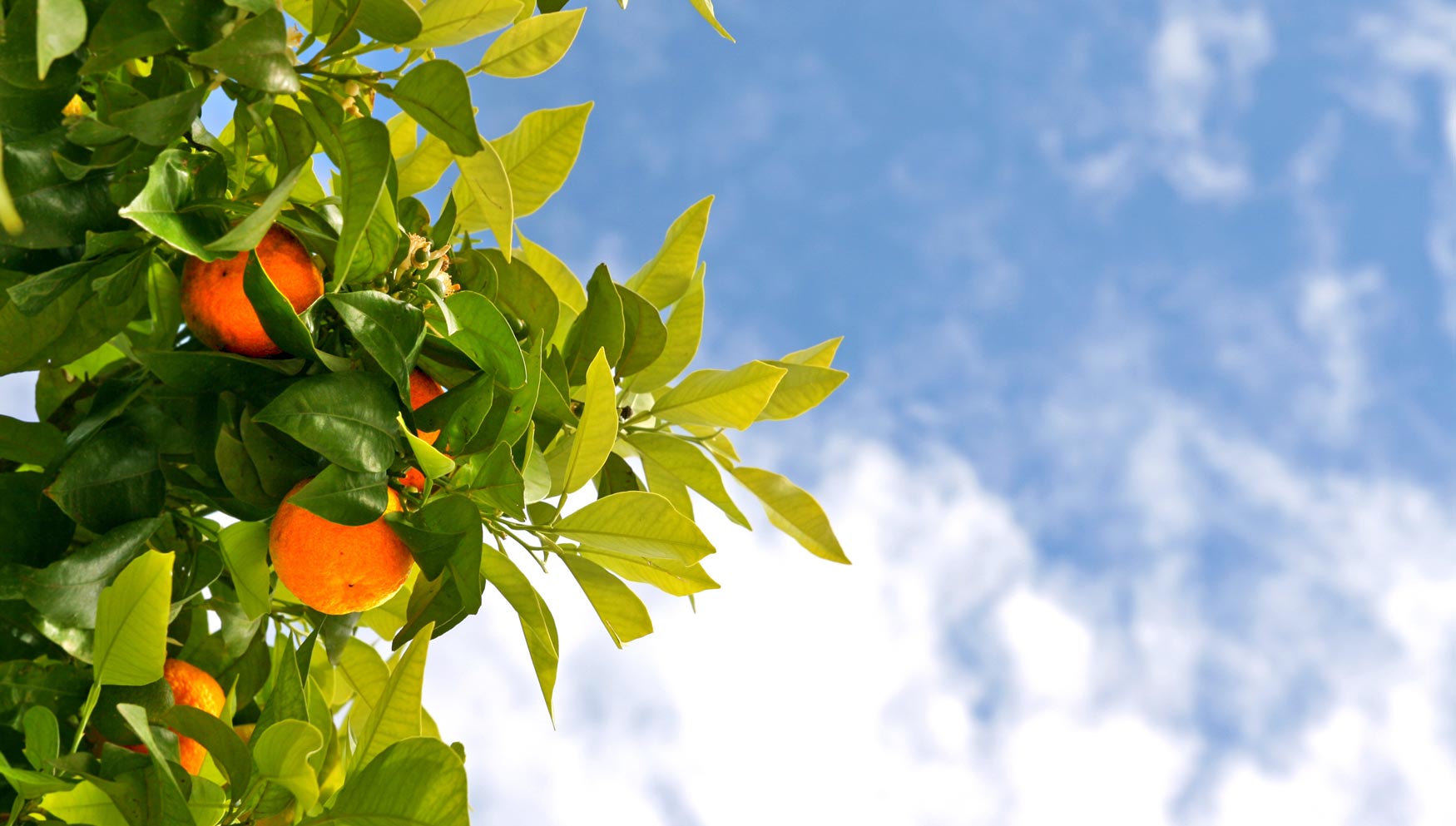 ¿Por qué no se pueden comer las naranjas de los árboles de la calle?