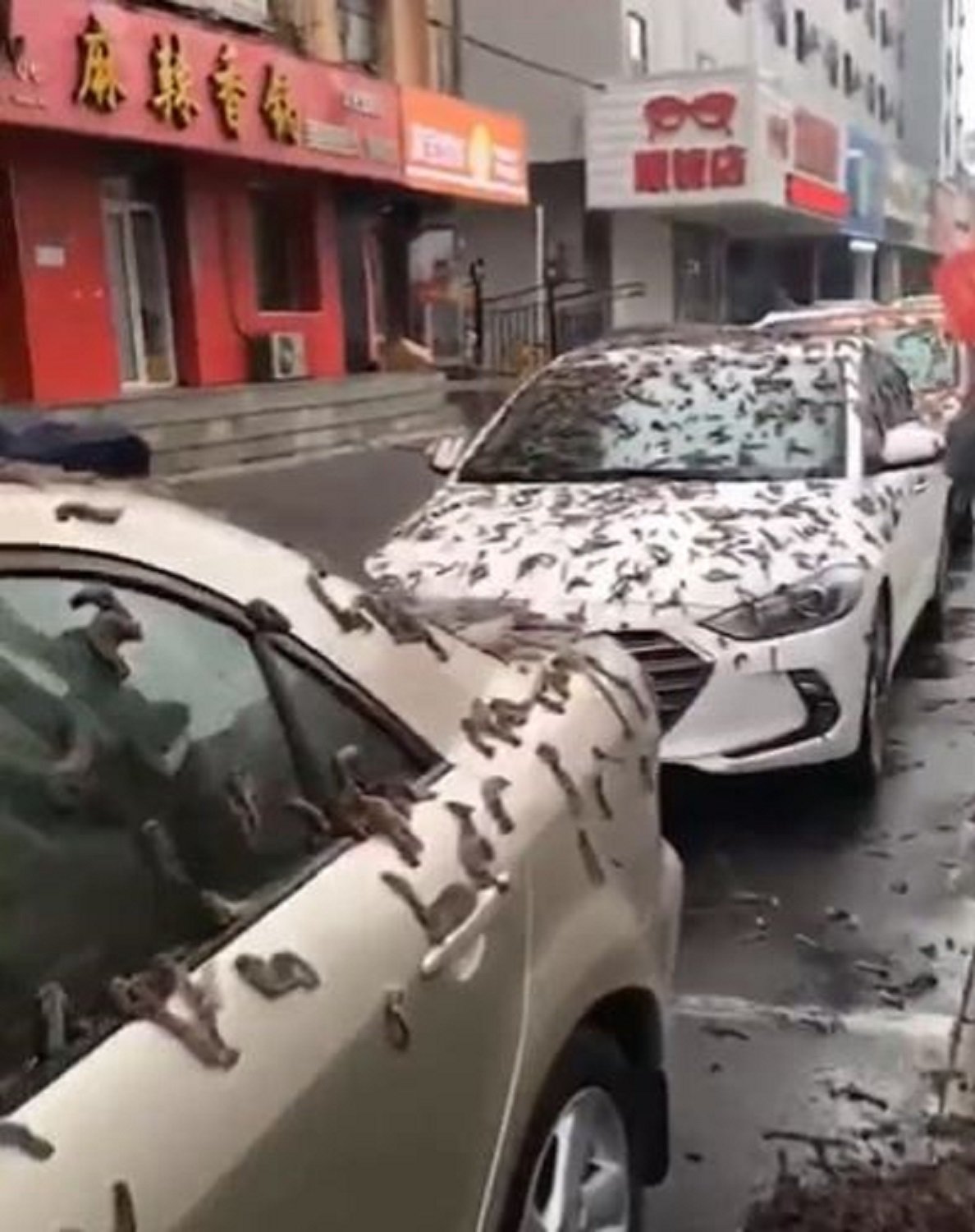 ¿Llueven gusanos en China?