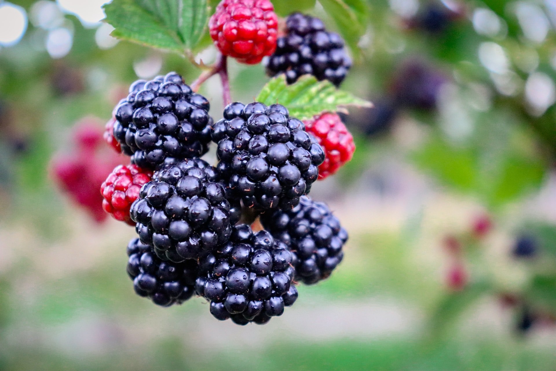 Propiedades y efectos de incluir las moras en tu dieta