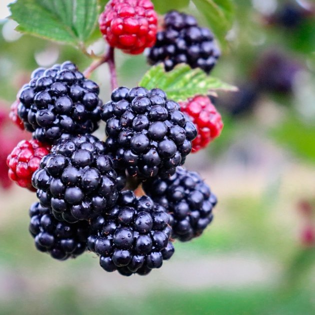 Propiedades y efectos de incluir las moras en tu dieta