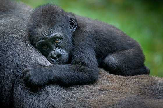 Derechos casi humanos para los grandes simios con la ley de bienestar animal
