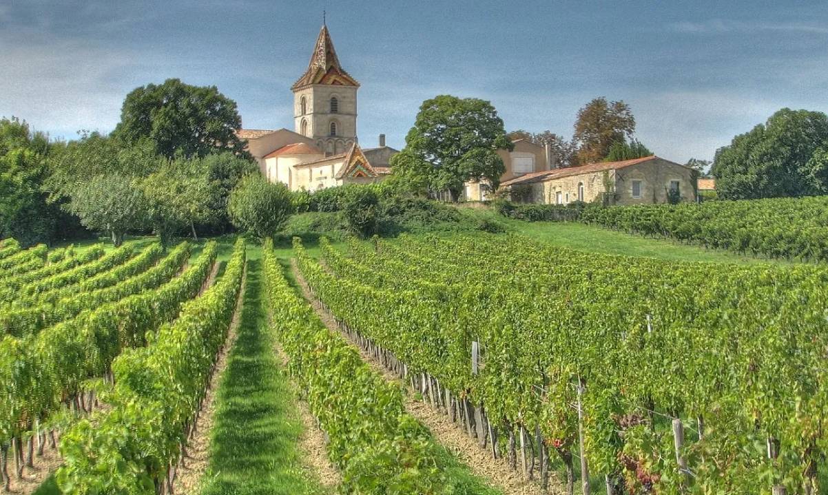 Bordeus arrencarà un 10% de les seves vinyes per combatre la crisi de sobreproducció