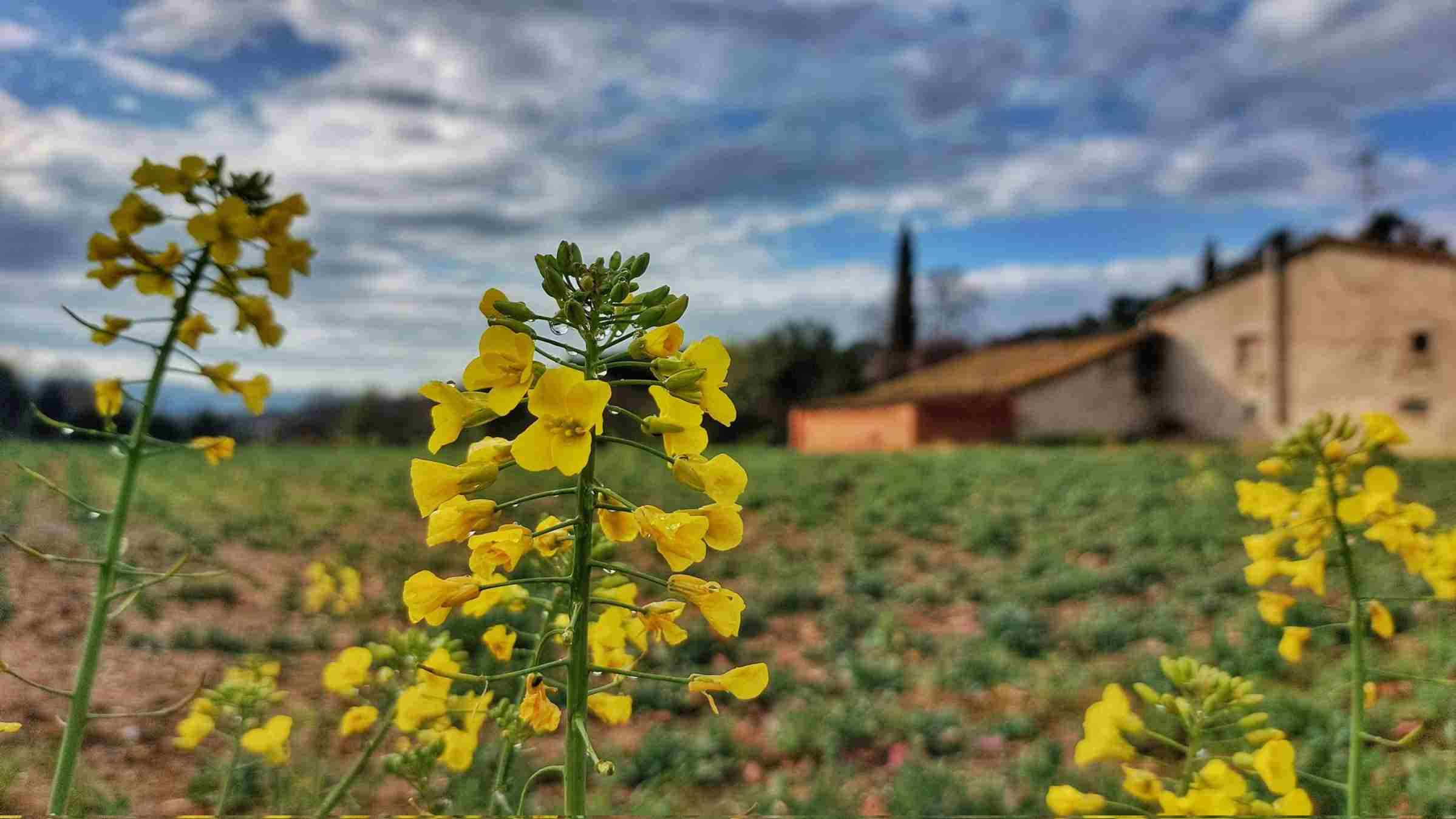 Les plantes agraeixen els ruixats de diumenge, però encara es necessita molta aigua contra la sequera / Twitter: @jordirodoreda3