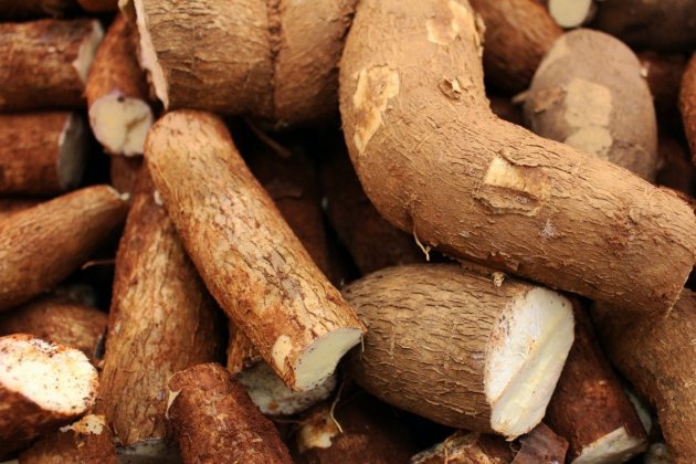 Yuca Yuca