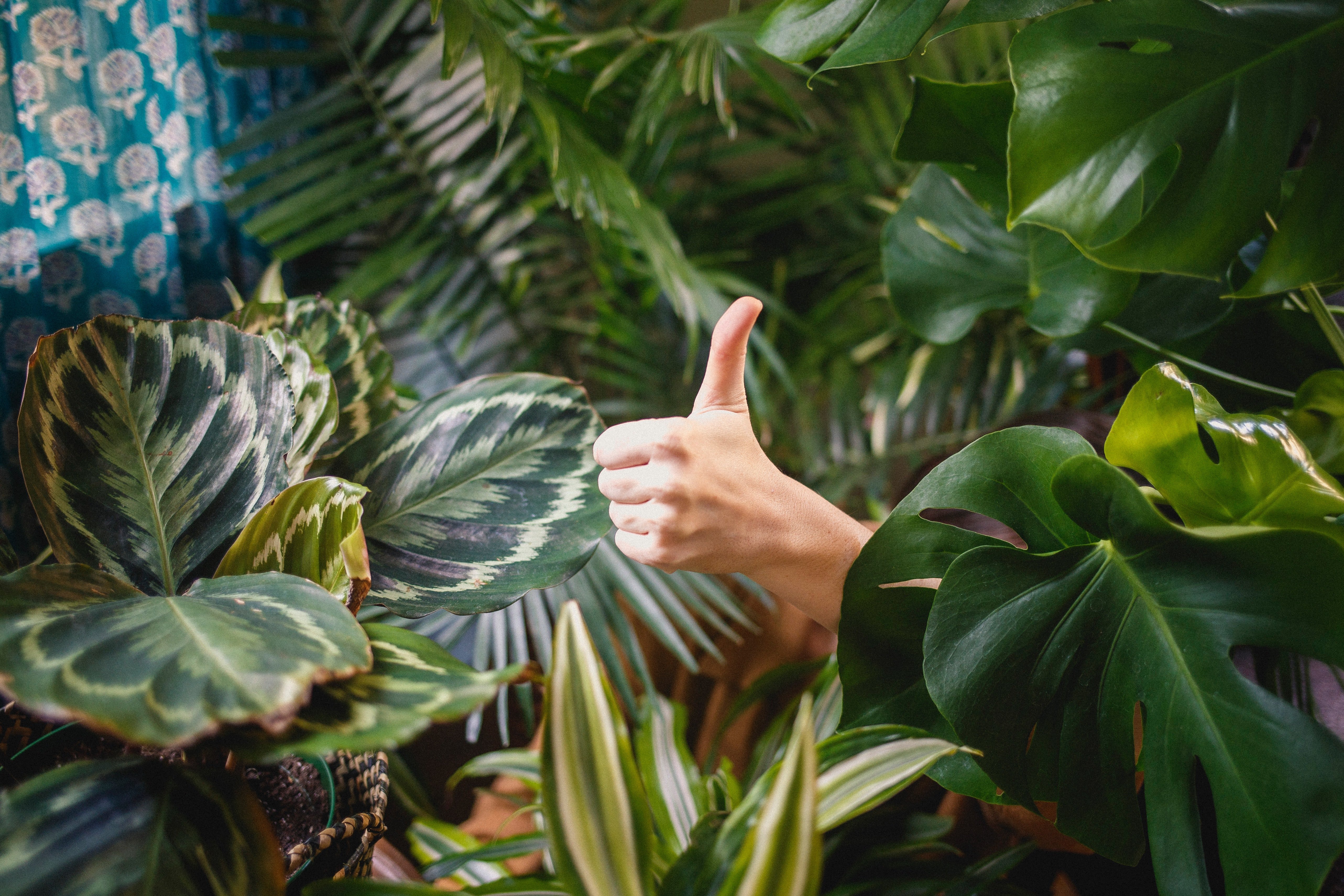 Las plantas de tu casa tienen poder (y ganas de hacerte feliz)