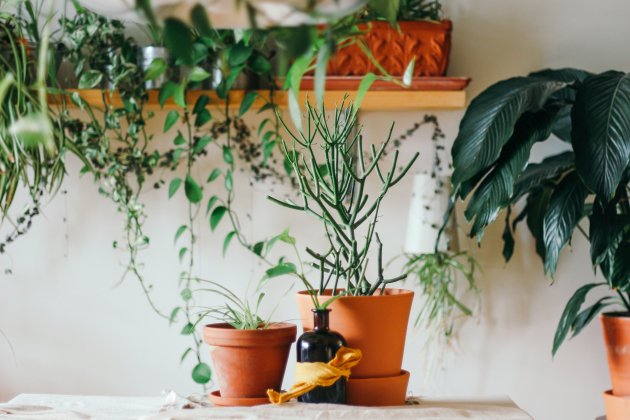 plantas interior unsplash