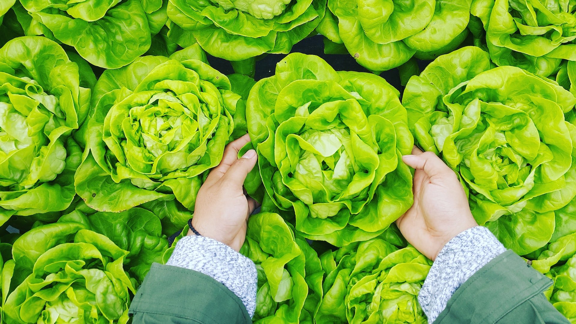 Lechuga romana, batavia, iceberg, trocadero... ¿qué variedad es más sana?