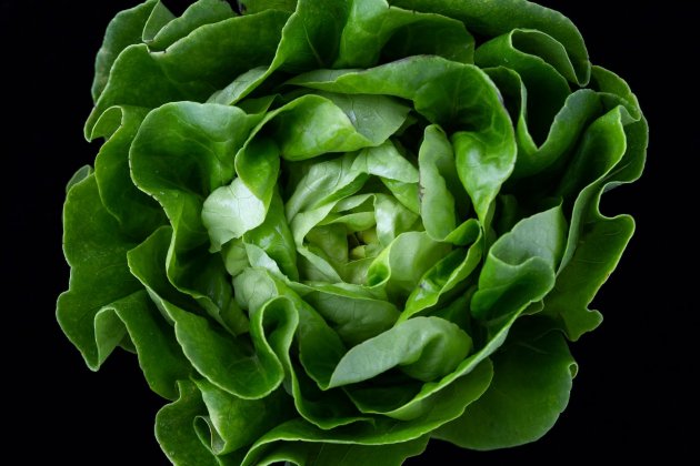 Lechuga Trocadero Lechuga Trocadero