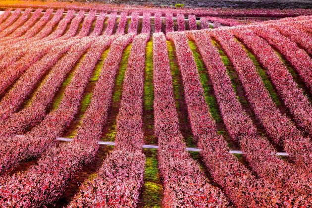 Campos de melocotoneros en flor