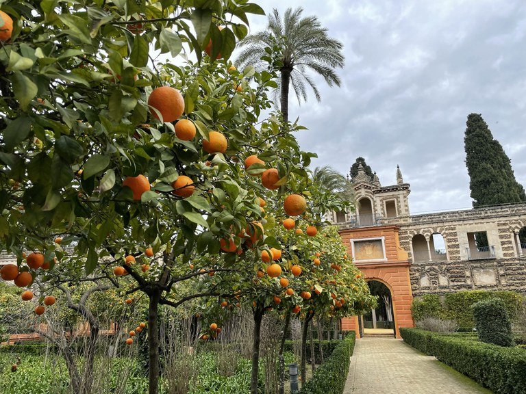 Los autobuses sevillanos funcionarán gracias al zumo de las naranjas amargas de sus frutales urbanos