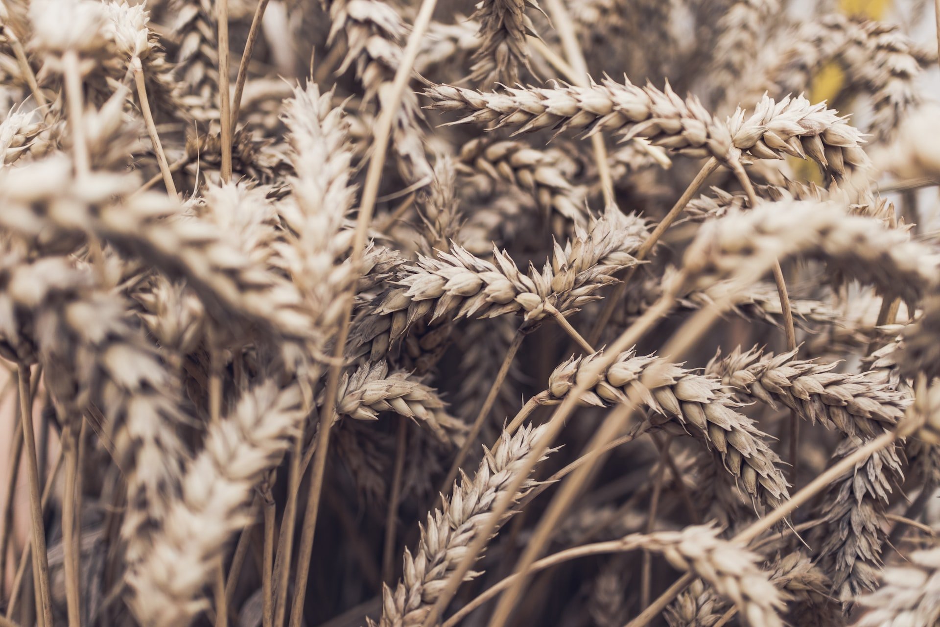 Más aranceles para el grano ruso