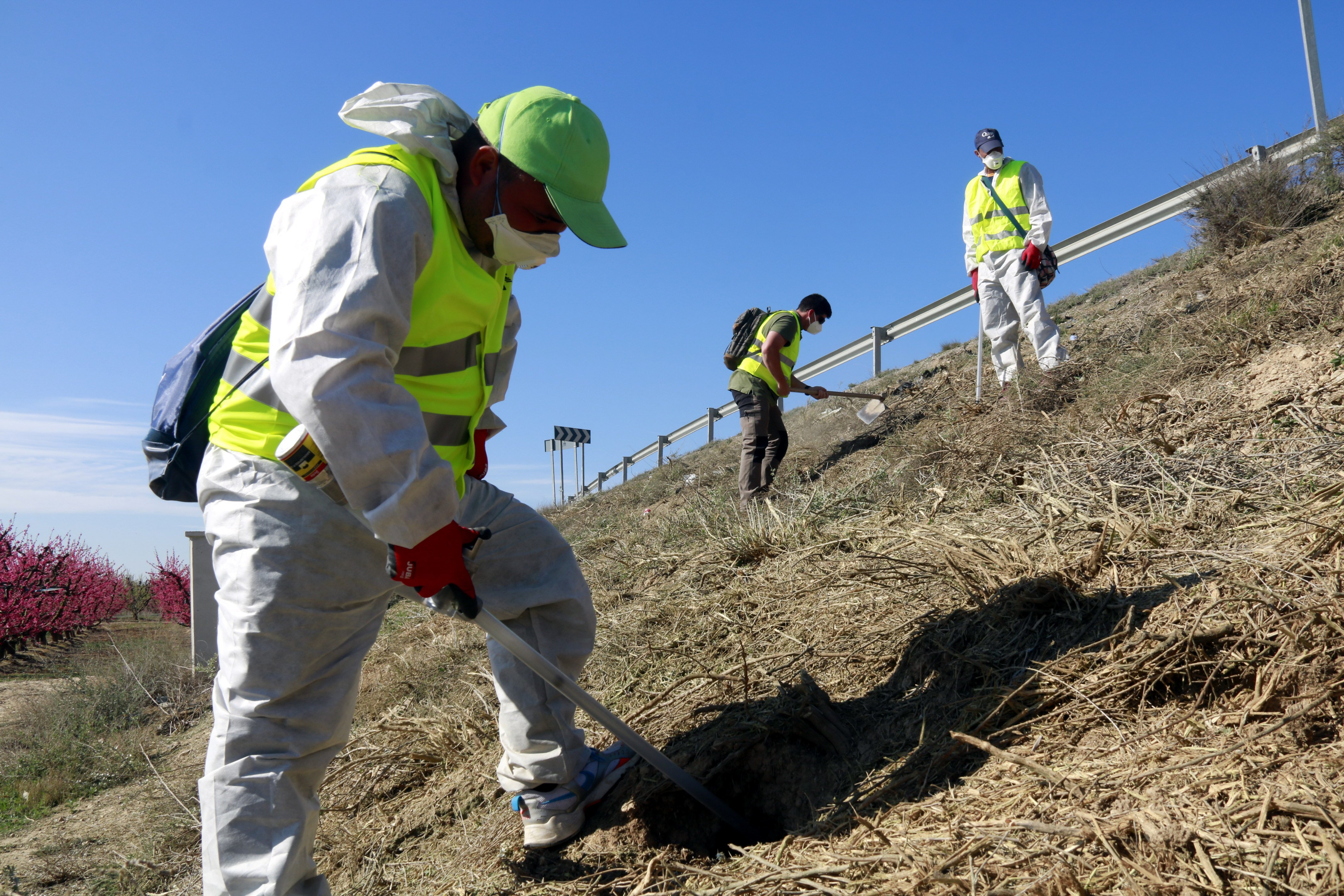 Lleida ya se enfrenta a la plaga de conejos con fosfuro de aluminio