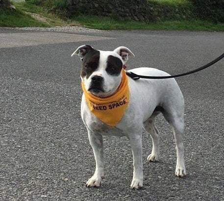 The Yellow Dog Project: una manera de advertir a los demás para que tu perro no cause problemas