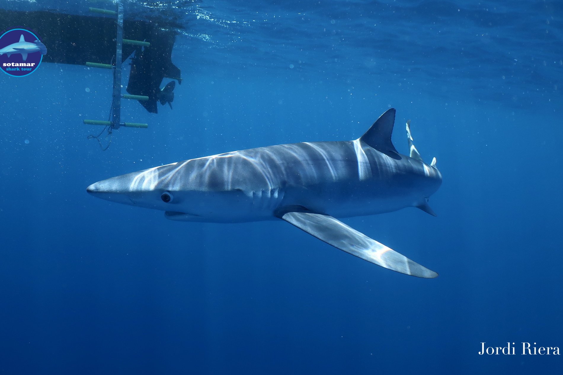 Investigan si el Cap de Creus es un punto de cría de una especie de tiburón en extinción