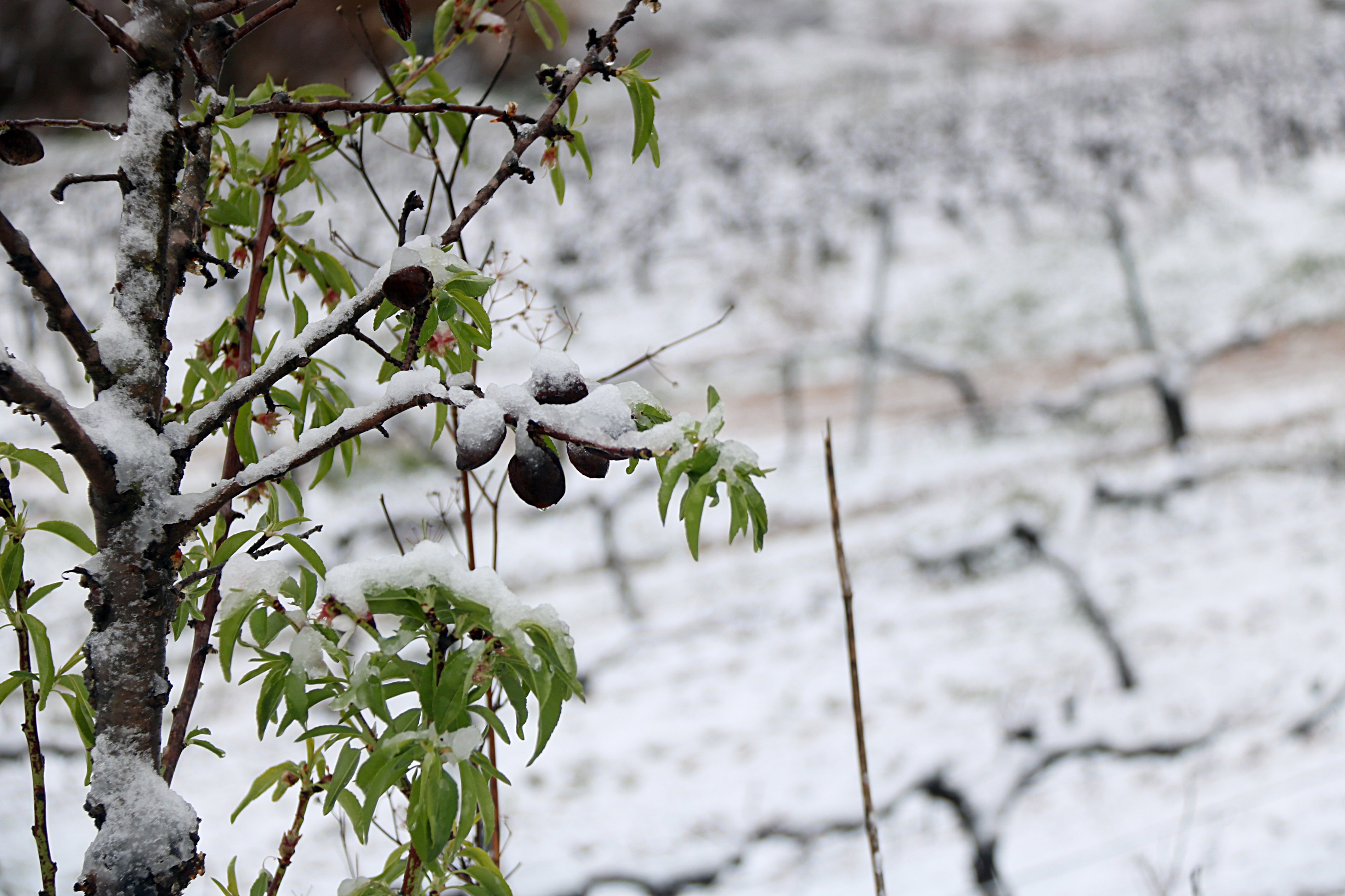 El fred matarà ametlles, nectarines, préssecs primerencs i albercocs