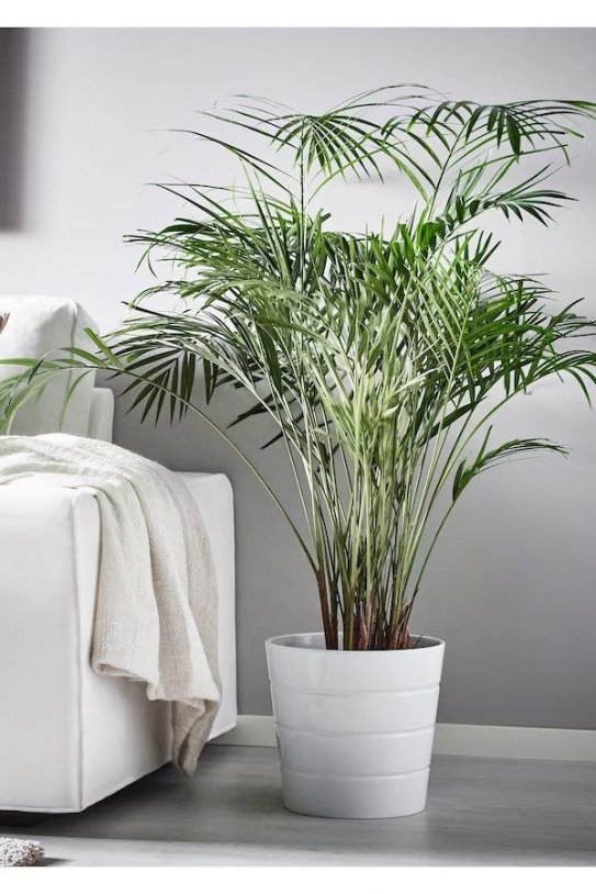 Planta de Ikea Planta de Ikea