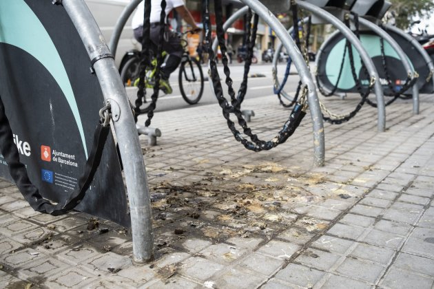 Excrements Barcelona aus ocells / Foto: Carlos Baglietto