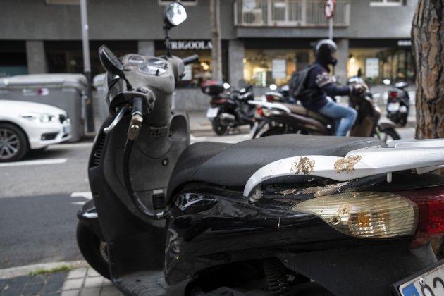 Excrements Barcelona aus ocells / Foto: Carlos Baglietto