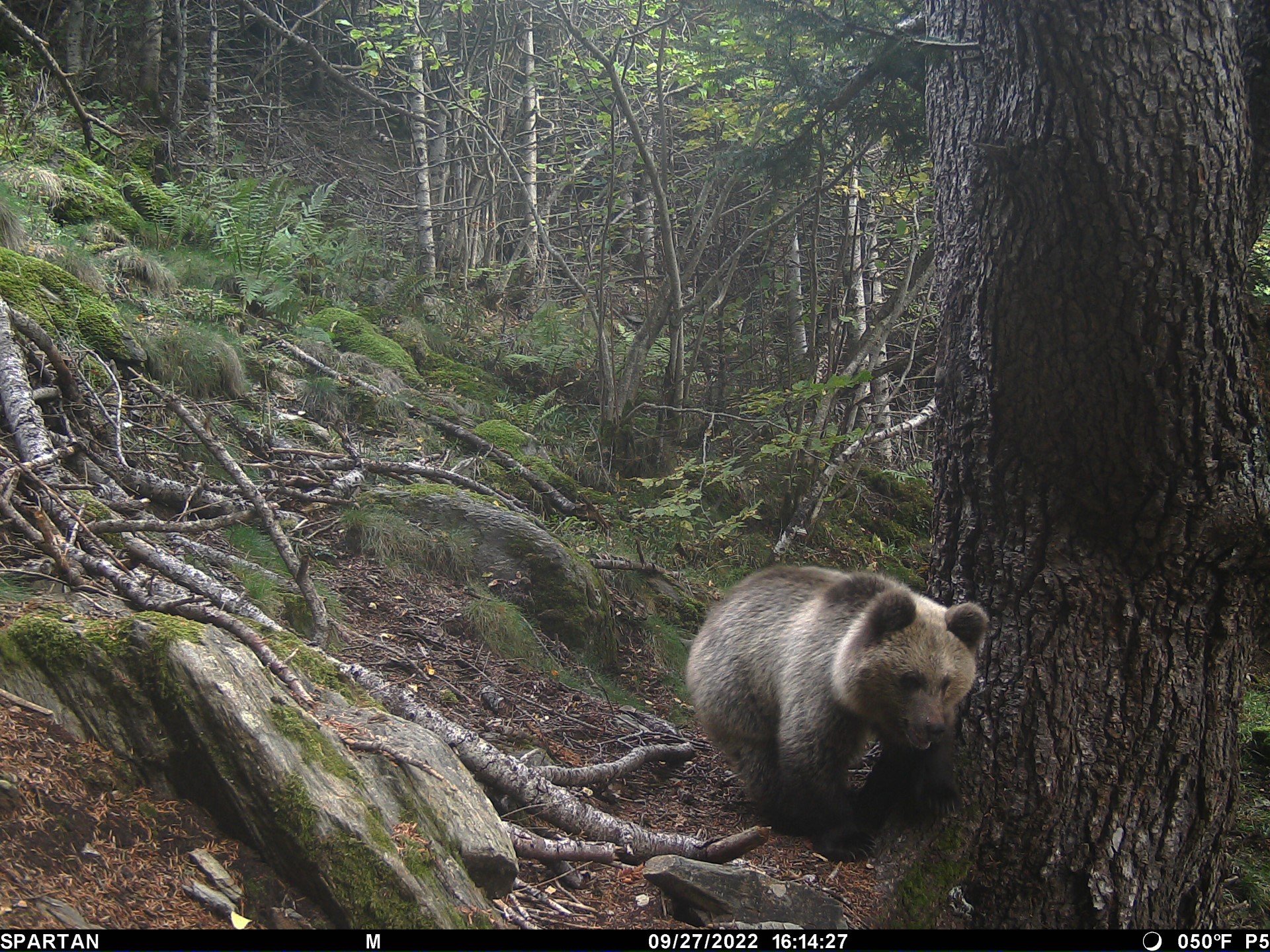 The bear population in the Pyrenees is growing, with 13 cubs born in 2022