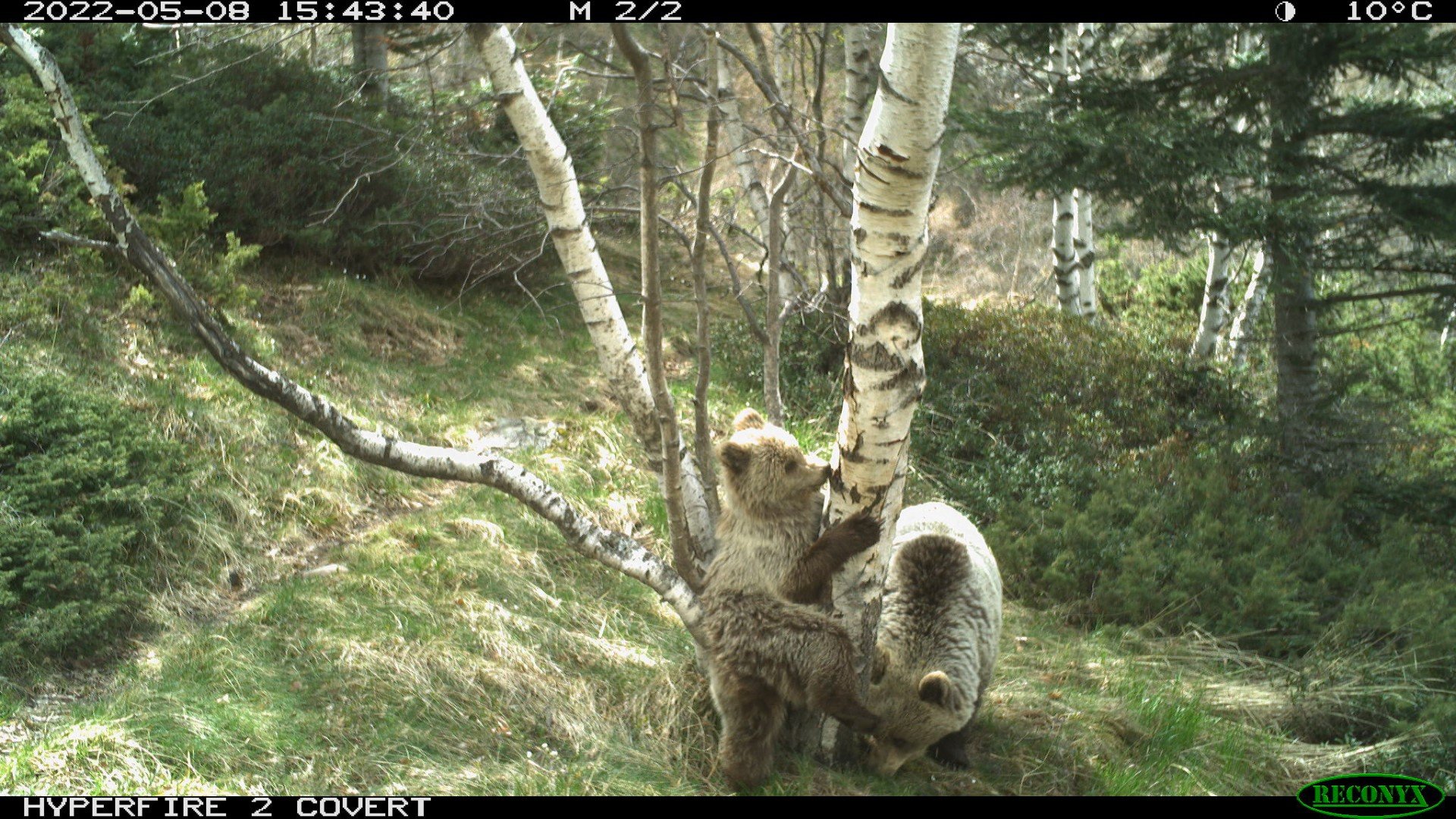 Oso Pardo Pirineos Poblacio 76 ejemplares / GSTOP