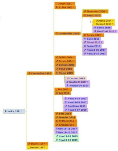 Brown Bear family tree