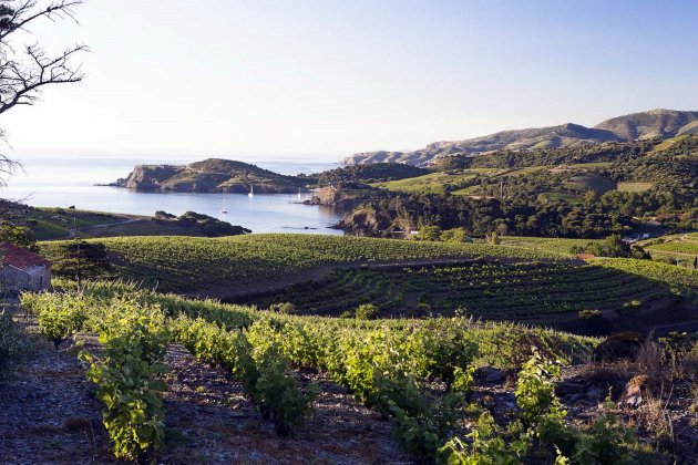 Banyuls vinyes 3 Banyuls vinyes 3